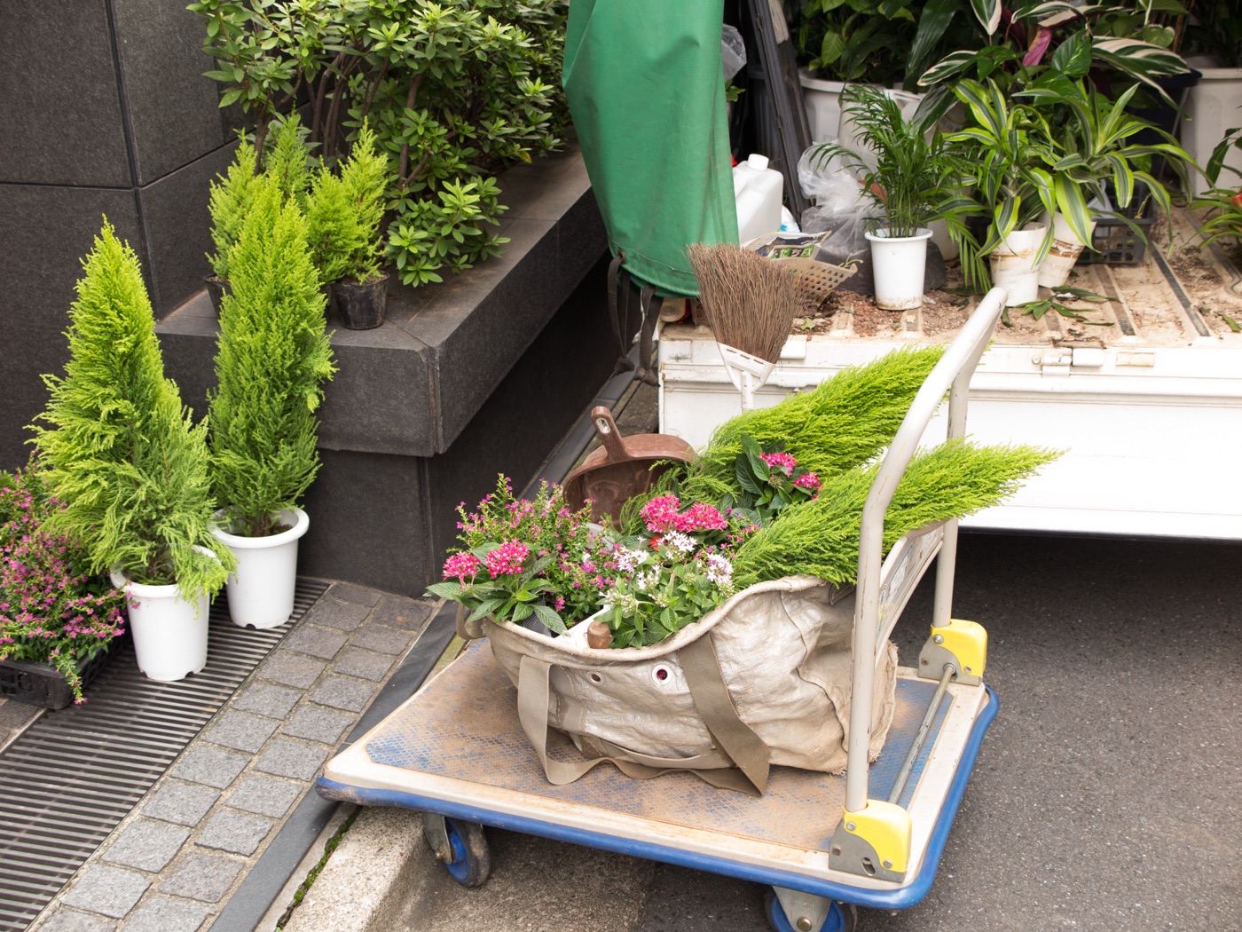 植え替えを待つ、コニファーや季節の花の鉢