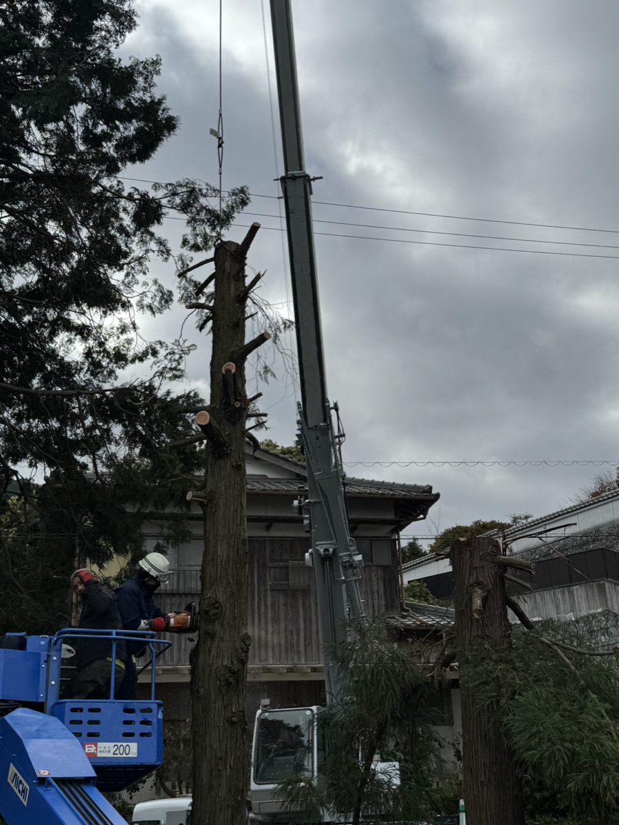 樹木の伐採